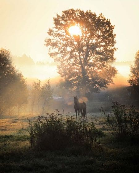 portfolio_img
